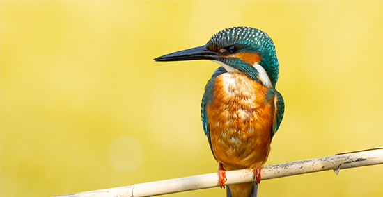 Step Into Spring Gallery